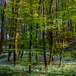 Spring Symphony &bull; Fr&uuml;hlingssinfonie