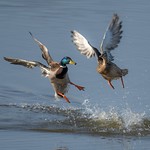 The one that got away!!