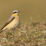Wheatear