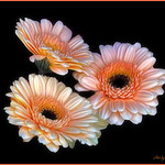 Gerbera Daisy