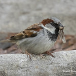 House Sparrow