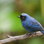 Masked Flowerpiercer
