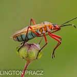 COTTON STAINER