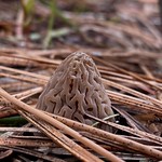 Morel
