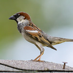 House Sparrow