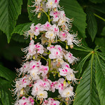 Horse Chestnut Tree Flower