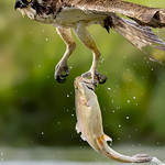 Osprey Flying Away with Fish