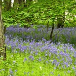 In the bluebell woods