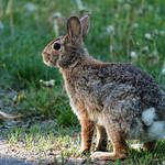 LAPIN &Agrave; QUEUE BLANCHE / EASTERN COTTONTAIL (Sylvilagus floridanus)