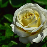 White-yellow rose