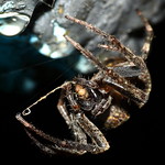 Of Death and Sustenance