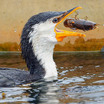 The most favoured food