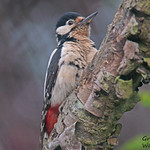 GREAT SPOTTED WOODPECKER // DENTROCOPUS MAJOOR (23cm)