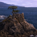 The Lone Cypress