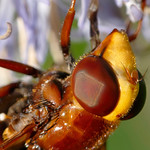 Volucella Zonaria (female)