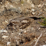 European Nightjar (Caprimulgus europaeus)_92A0471