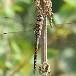 Migrant Hawker - female