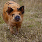 Hi there ! Do you know where my green grass has gone ?