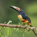 Collared Aracari 851_1355.jpg