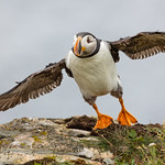Atlantic Puffin take-off