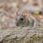 Not everybody's cup of tea!