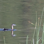 Pied-billed Grebe (Podilymbus podiceps podiceps) - 20220608-03