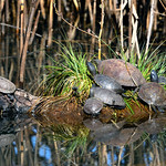 Cistude d'Europe - Emys orbicularis