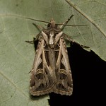Dingy Cutworm Moth (Feltia jaculifera)