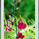 Salvia greggii &lsquo;Cherry Lips&rsquo; flowering in the back garden.