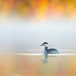 Gr&egrave;be esclavon - Horned grebe
