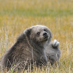 Farewell sweet babies