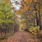 Autumnal lunchtime walk