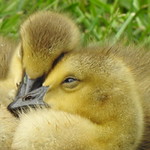 Canada Goslings