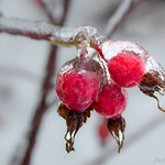 Frozen Berries