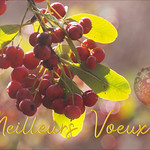 MEILLEURS VOEUX