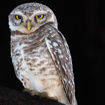 Spotted Owlet