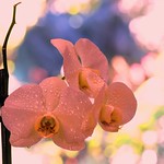 Saturated Orchid DSC_0526