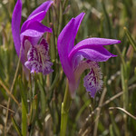 Arethusa bulbosa - flowers