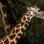 Girafe