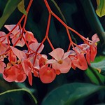 Soulis: Angel Wing Begonia