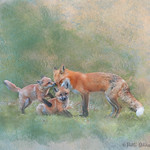 Mama Fox Loves Her Kits