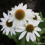 Echinacea, Coneflower, Rudbeckia, Greater Vancouver, UBC, Canada