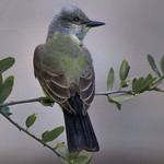 Western Kingbird
