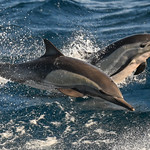 Leaping Dolphins