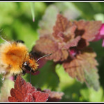 Common carder bumblebee