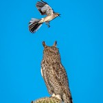 To kill a Mockingbird