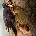 The incredible worker