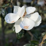 Magnolia