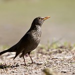 93/2023 - Mirlo com&uacute;n hembra, (Turdus merula).