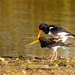 Oyster catchers